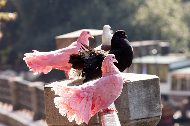他不仅成功 他不仅成功